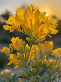 yellow flowers with the sun setting in the background