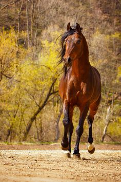 a brown horse running across a dirt road in front of trees and bushes with yellow leaves