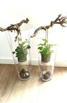 two glass vases with plants in them on a wooden floor