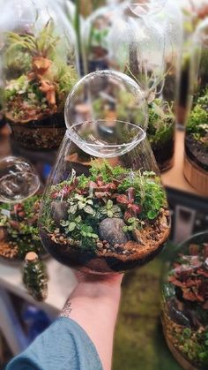 a person holding up a glass vase filled with plants and rocks in front of other small terrariums