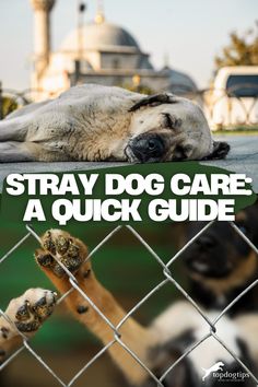 Stray Dog Care: A Quick Guide