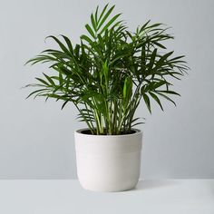 a potted plant sitting on top of a white table next to a gray wall