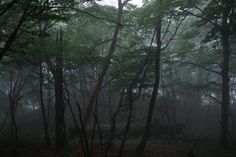 a forest filled with lots of trees covered in fog