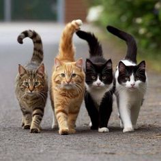 four cats walking down the street in front of each other, one cat has it's tail up