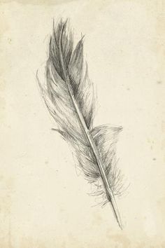 a black and white photo of a feather