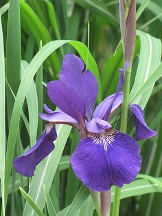 a purple flower that is growing in the grass by some tall green plants and leaves