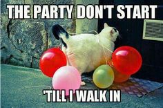 a white cat sitting on top of a table next to red and yellow balloons with the caption, the party don't start till i walk in