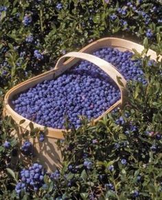 blueberries are in a wooden bucket on the ground