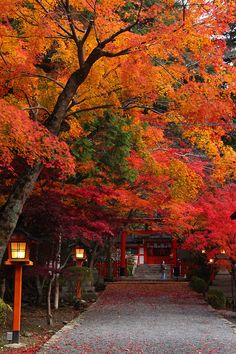 a pathway lined with lots of trees covered in fall leaves next to a red building