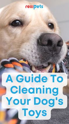 a guide to cleaning your dog's toys