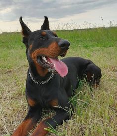 a black and brown dog laying in the grass with its tongue hanging out looking up