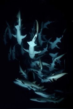 a large group of fish swimming in the dark