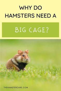 hamster cage size, hamster cage too small, hamster cage big, hamster pet, hamster care, hamster care guide, hamster guide, hamster, hamster tips, pets, rodents, best pets, hamster proper care, syrian hamster, dwarf hamster, hamster care tips, how to take care of a hamster Small Hamster Cage, How To Give