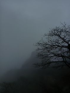 a lone tree stands in the fog on a dark day with mountains in the background