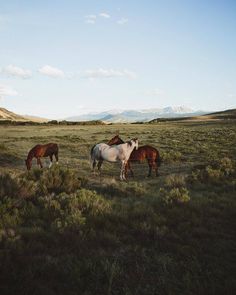 three horses are grazing in an open field