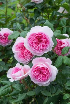 pink flowers blooming in the garden with green leaves