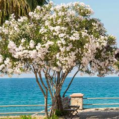 a tree with white flowers next to the ocean and some benches in front of it