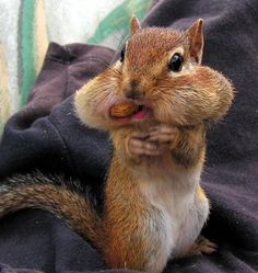 a chipper eating something while sitting on top of a black blanket with his mouth open