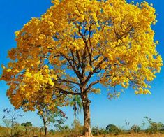 a large tree with yellow leaves on it's branches in the middle of a field