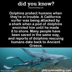 two dolphins swimming next to each other in the ocean with caption that reads, did you know? dolphins protect humans when they're