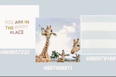 two giraffes standing next to each other with the words you are in the right place