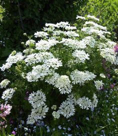 some white flowers are in the middle of green grass and purple, pink and white flowers