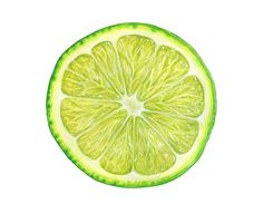 a drawing of a lime cut in half