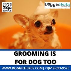 Grooming Is For Dog Too Protruding Eyes, Ear Wax Buildup, Long Haired Dogs, Dog Exercise, Dog Nails, Ear Hair, Dog Shampoo, Shih Tzus, Pet Store