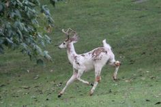 a white and brown deer running in the grass