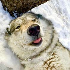 a close up of a dog laying in the snow with its mouth open and tongue out