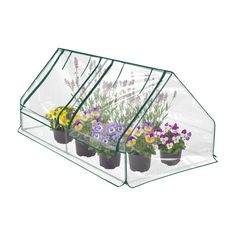 three greenhouses with plants growing in them and one has purple pansies, the other is yellow pansies