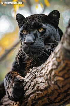 a close up of a black leopard on a tree branch