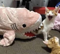 a cat is standing next to a stuffed shark with its mouth open and it's tongue out