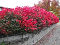 red flowers are growing on the side of a wall