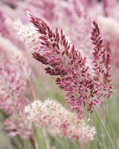 some very pretty pink flowers in the grass