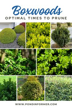 different types of bushes and shrubs with the words boxwoods optimal times to prune