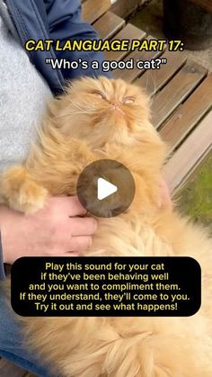 a person holding a cat in their lap with the caption'who is a good cat? play this, sound for your cat if they've been believing well