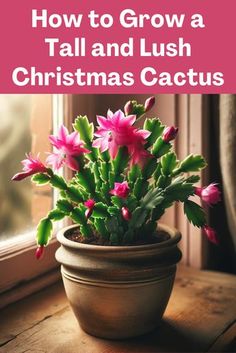 a potted plant sitting on top of a wooden table with the words how to grow a tall and lush christmas cactus