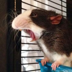 a rat sitting on top of a blue plastic container with it's mouth open