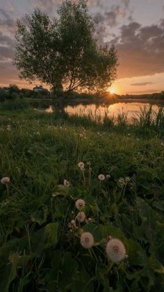 the sun is setting over a lake with dandelions in the foreground and a tree on the other side