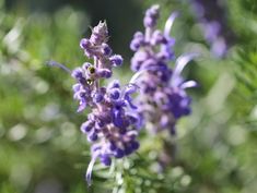 some purple flowers that are growing in the grass