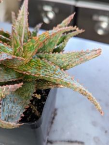 a green and pink plant sitting on top of a table