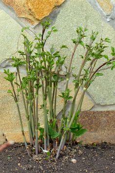 some green plants growing out of the ground in front of a stone wall and rock