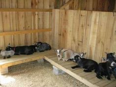 a group of goats sitting on top of a wooden bench next to a barn wall