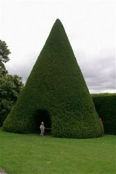 a person standing in the middle of a large hedge