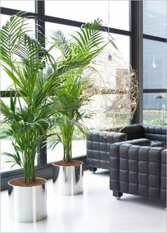 three potted plants sitting in front of a window next to a couch and chair