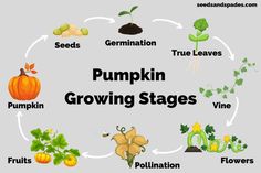 pumpkin growing stages with the words pumpkin growing stages written in black and white on it