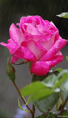 a pink rose with water droplets on it's petals is shown in the rain