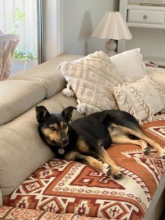 a black and brown dog laying on top of a couch in a living room next to a window