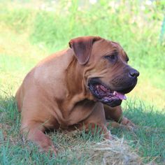 a large brown dog laying on top of a lush green field